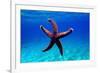 Mediterranean Rock Seastar - Coscinasterias Tenuispina-vojce-Framed Photographic Print