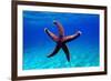 Mediterranean Rock Seastar - Coscinasterias Tenuispina-vojce-Framed Photographic Print