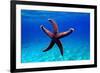 Mediterranean Rock Seastar - Coscinasterias Tenuispina-vojce-Framed Photographic Print