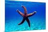 Mediterranean Rock Seastar - Coscinasterias Tenuispina-vojce-Mounted Photographic Print