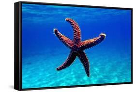 Mediterranean Rock Seastar - Coscinasterias Tenuispina-vojce-Framed Stretched Canvas