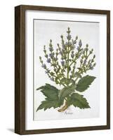 Mediterranean Sage, from 'Hortus Eystettensis', by Basil Besler (1561-1629), Pub. 1613 (Hand-Colour-German School-Framed Giclee Print