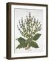 Mediterranean Sage, from 'Hortus Eystettensis', by Basil Besler (1561-1629), Pub. 1613 (Hand-Colour-German School-Framed Giclee Print