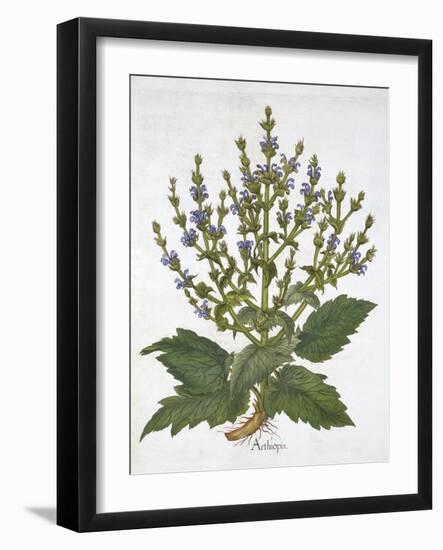 Mediterranean Sage, from 'Hortus Eystettensis', by Basil Besler (1561-1629), Pub. 1613 (Hand-Colour-German School-Framed Giclee Print