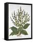 Mediterranean Sage, from 'Hortus Eystettensis', by Basil Besler (1561-1629), Pub. 1613 (Hand-Colour-German School-Framed Stretched Canvas