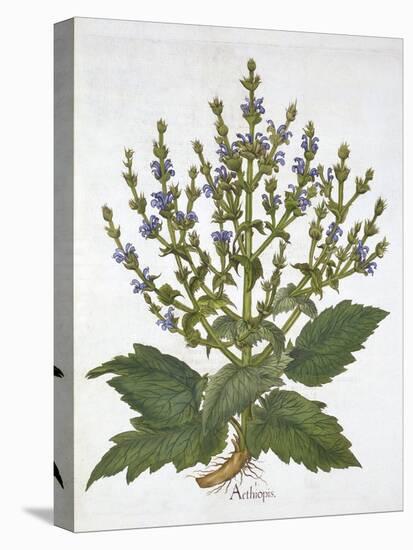 Mediterranean Sage, from 'Hortus Eystettensis', by Basil Besler (1561-1629), Pub. 1613 (Hand-Colour-German School-Stretched Canvas