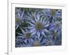 Mediterranean sea holly 'Picco blue' flowers in garden border. England, UK-Ernie Janes-Framed Photographic Print