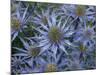 Mediterranean sea holly 'Picco blue' flowers in garden border. England, UK-Ernie Janes-Mounted Photographic Print