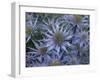 Mediterranean sea holly 'Picco blue' flowers in garden border. England, UK-Ernie Janes-Framed Photographic Print