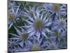 Mediterranean sea holly 'Picco blue' flowers in garden border. England, UK-Ernie Janes-Mounted Photographic Print