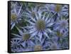 Mediterranean sea holly 'Picco blue' flowers in garden border. England, UK-Ernie Janes-Framed Stretched Canvas