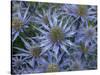 Mediterranean sea holly 'Picco blue' flowers in garden border. England, UK-Ernie Janes-Stretched Canvas