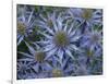 Mediterranean sea holly 'Picco blue' flowers in garden border. England, UK-Ernie Janes-Framed Photographic Print