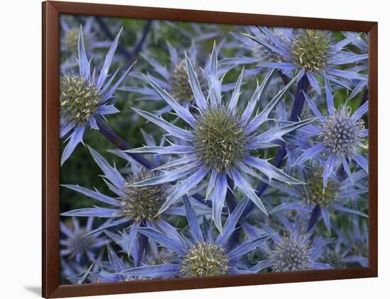 Mediterranean sea holly 'Picco blue' flowers in garden border. England, UK-Ernie Janes-Framed Photographic Print