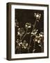 Medium Blossom Nocturne II-Megan Meagher-Framed Art Print