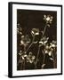 Medium Blossom Nocturne II-Megan Meagher-Framed Art Print