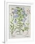 Medium Flore Argenteo-null-Framed Giclee Print