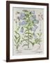 Medium Flore Argenteo-null-Framed Giclee Print