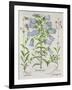 Medium Flore Argenteo-null-Framed Giclee Print