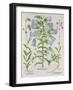 Medium Flore Argenteo-null-Framed Giclee Print