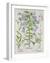 Medium Flore Argenteo-null-Framed Giclee Print