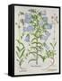 Medium Flore Argenteo-null-Framed Stretched Canvas