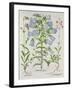 Medium Flore Argenteo-null-Framed Giclee Print