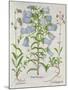 Medium Flore Argenteo-null-Mounted Giclee Print