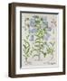 Medium Flore Argenteo-null-Framed Giclee Print