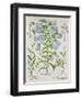 Medium Flore Argenteo-null-Framed Giclee Print