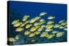 Medium Shoal or School of Blue Striped Snapper (Lutjanus Kasmira)-Mark Doherty-Stretched Canvas