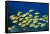 Medium Shoal or School of Blue Striped Snapper (Lutjanus Kasmira)-Mark Doherty-Framed Stretched Canvas