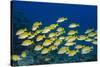 Medium Shoal or School of Blue Striped Snapper (Lutjanus Kasmira)-Mark Doherty-Stretched Canvas