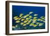 Medium Shoal or School of Blue Striped Snapper (Lutjanus Kasmira)-Mark Doherty-Framed Photographic Print