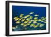 Medium Shoal or School of Blue Striped Snapper (Lutjanus Kasmira)-Mark Doherty-Framed Photographic Print