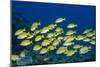 Medium Shoal or School of Blue Striped Snapper (Lutjanus Kasmira)-Mark Doherty-Mounted Photographic Print