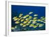 Medium Shoal or School of Blue Striped Snapper (Lutjanus Kasmira)-Mark Doherty-Framed Photographic Print