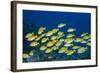 Medium Shoal or School of Blue Striped Snapper (Lutjanus Kasmira)-Mark Doherty-Framed Photographic Print