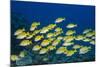 Medium Shoal or School of Blue Striped Snapper (Lutjanus Kasmira)-Mark Doherty-Mounted Photographic Print