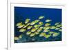 Medium Shoal or School of Blue Striped Snapper (Lutjanus Kasmira)-Mark Doherty-Framed Photographic Print