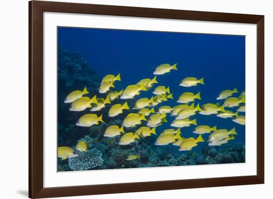 Medium Shoal or School of Blue Striped Snapper (Lutjanus Kasmira)-Mark Doherty-Framed Photographic Print