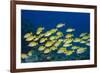 Medium Shoal or School of Blue Striped Snapper (Lutjanus Kasmira)-Mark Doherty-Framed Photographic Print