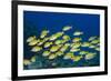 Medium Shoal or School of Blue Striped Snapper (Lutjanus Kasmira)-Mark Doherty-Framed Photographic Print