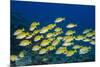 Medium Shoal or School of Blue Striped Snapper (Lutjanus Kasmira)-Mark Doherty-Mounted Photographic Print