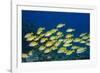 Medium Shoal or School of Blue Striped Snapper (Lutjanus Kasmira)-Mark Doherty-Framed Photographic Print