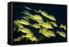 Medium Shoal or School of Blue Striped Snapper (Lutjanus Kasmira)-Mark Doherty-Framed Stretched Canvas