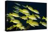 Medium Shoal or School of Blue Striped Snapper (Lutjanus Kasmira)-Mark Doherty-Stretched Canvas