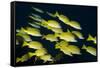 Medium Shoal or School of Blue Striped Snapper (Lutjanus Kasmira)-Mark Doherty-Framed Stretched Canvas