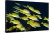 Medium Shoal or School of Blue Striped Snapper (Lutjanus Kasmira)-Mark Doherty-Stretched Canvas