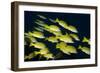 Medium Shoal or School of Blue Striped Snapper (Lutjanus Kasmira)-Mark Doherty-Framed Photographic Print